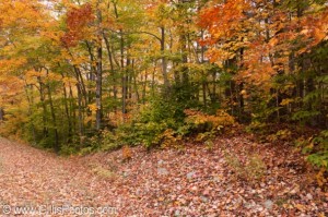 Bartlett---Bear-Notch-Road-Fall-Foliage